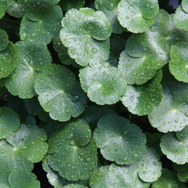 Centella Asiatica